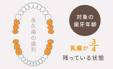 対象の歯牙年齢 乳歯が3/4残っている状態